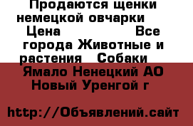 Продаются щенки немецкой овчарки!!! › Цена ­ 6000-8000 - Все города Животные и растения » Собаки   . Ямало-Ненецкий АО,Новый Уренгой г.